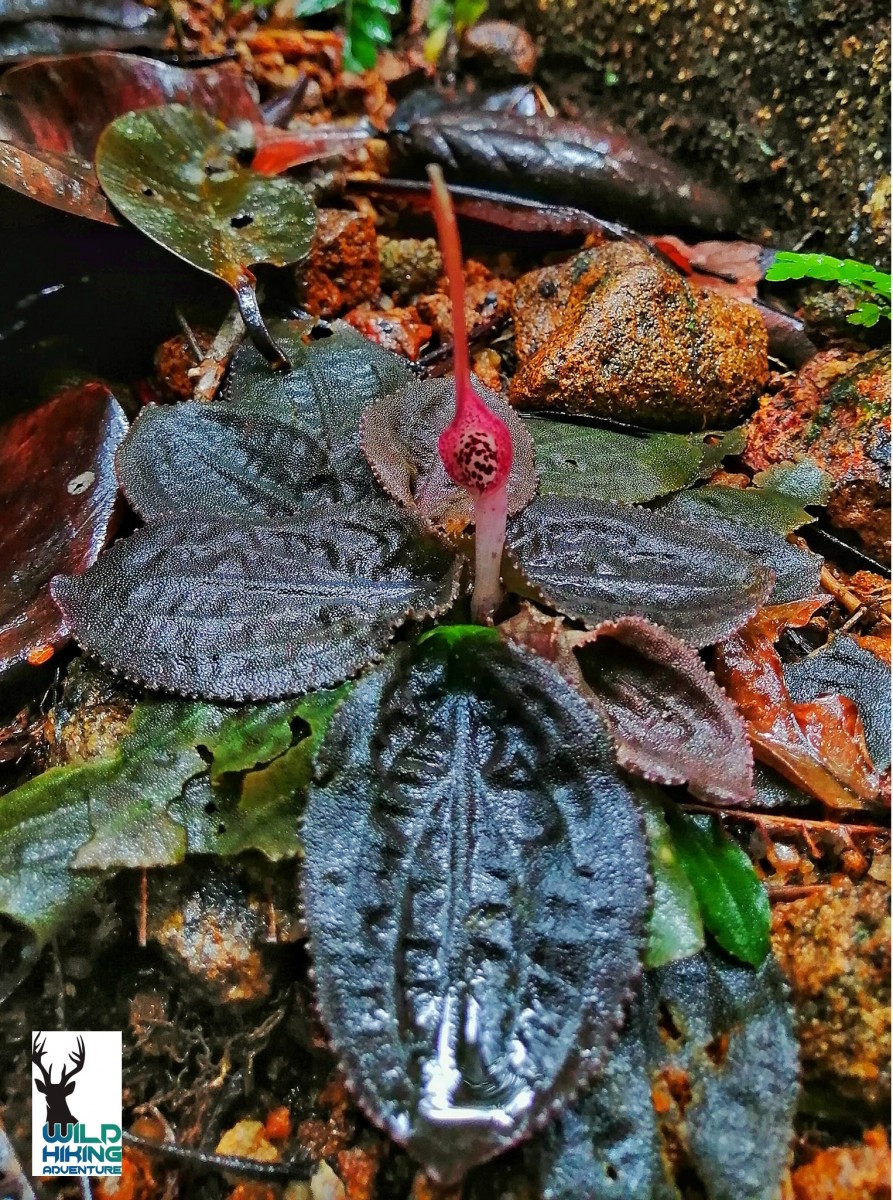 Cryptocoryne thwaitesii Schott